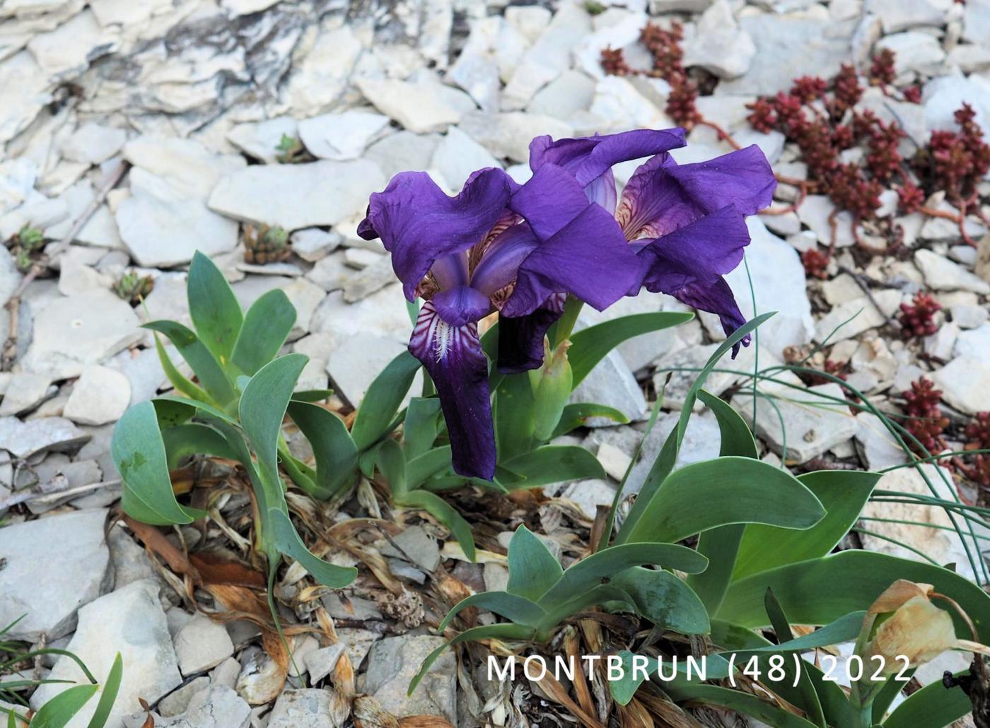 Iris, Yellow flower